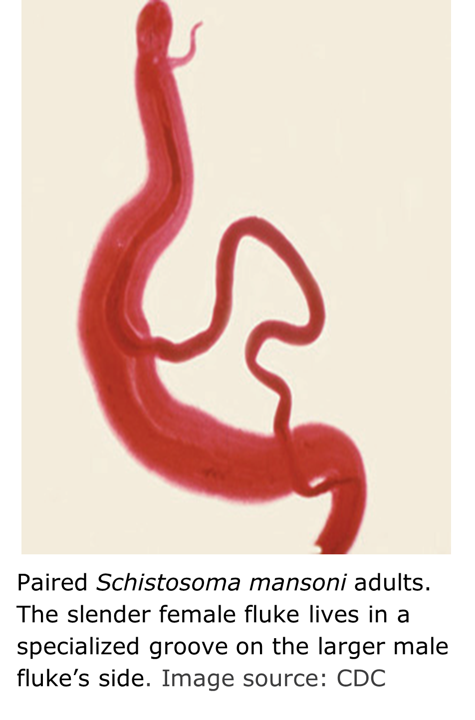 A red-stained male and female schistosoma worms