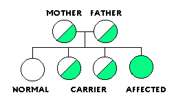 Figure showing each child has a 1 in 4 (25%) chance of having sickle cell if both parents carry the sickle cell trait. disease