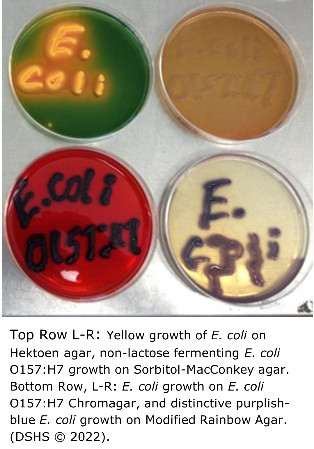 "Eight petri dishes with of different color agar media in each. Confluent bacterial growth on each plate spells out the genus or species growing in each plate: E. coli, Salmonella, E. coli O157:H7, Listeria"