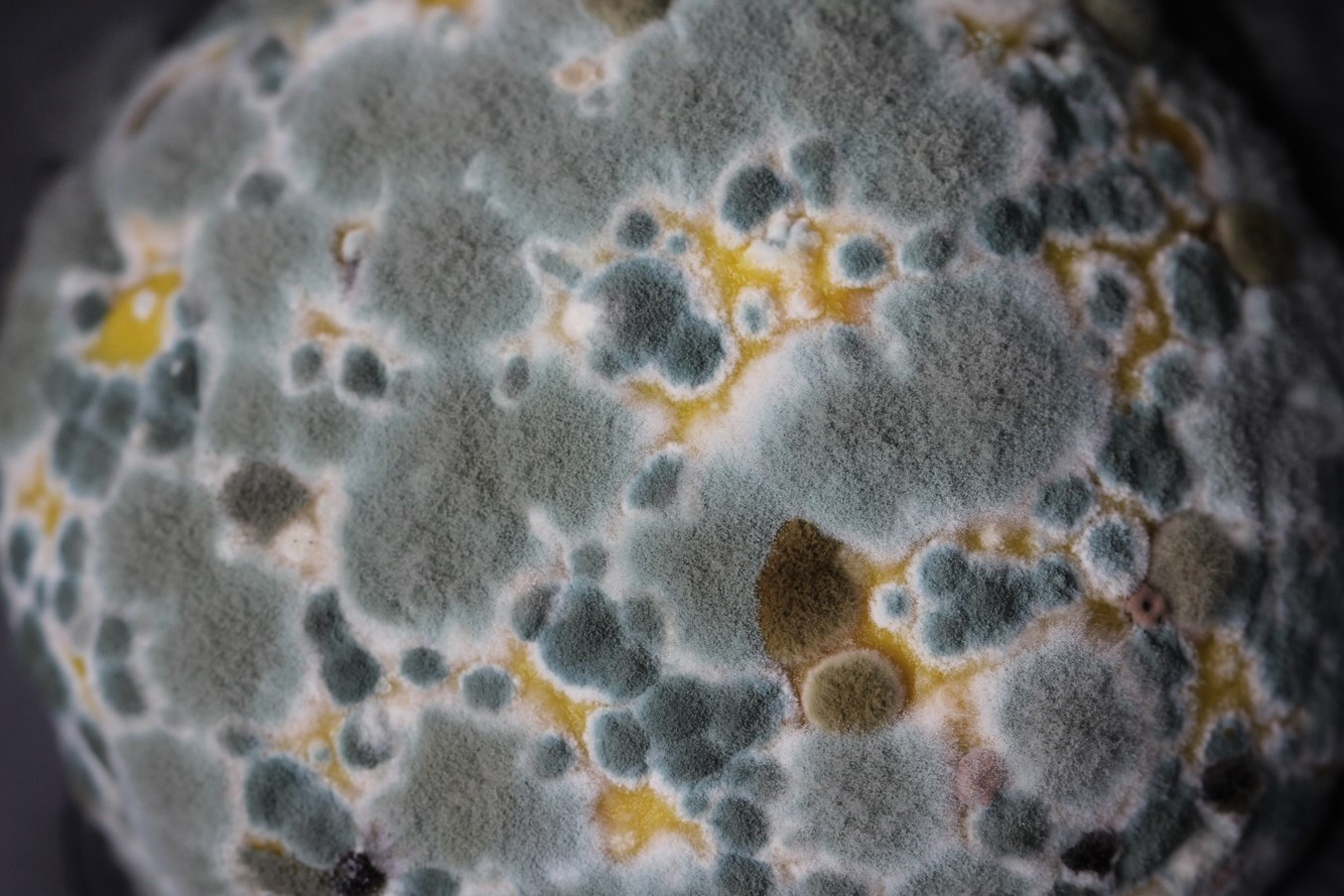 "Mold growing on a citrus fruit. "