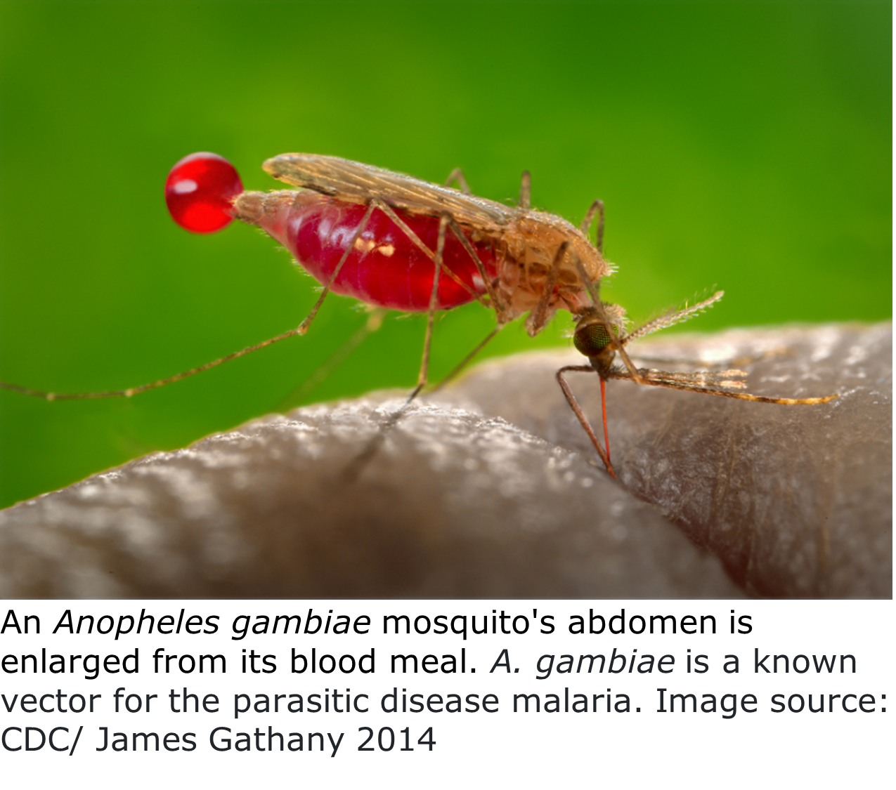 A mosquito feeding from a human finger. The mosquito's blood meal is visible through its transparen