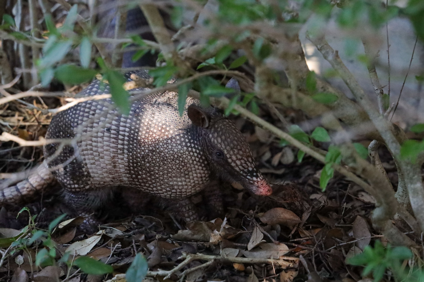 "A sun-dappled nine-banded armadillo foraging in undergrowth"