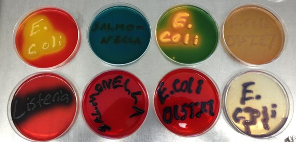 Eight petri dishes with different color agar media in each. Confluent bacterial growth on each  plate spells out the genus or species growing in each plate: E. coli, Salmonella, E. coli O157:H7 and Listeria