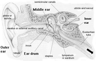 Diagram of the inner ear with parts labeled