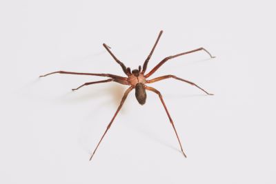 6 Common Types of Spiders In Texas - Identification and Prevention!